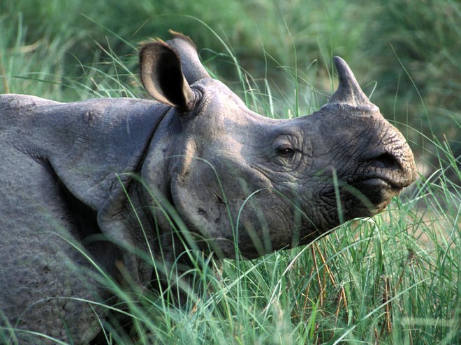 Greater_One_Horned_Rhino_-1484478900.jpg