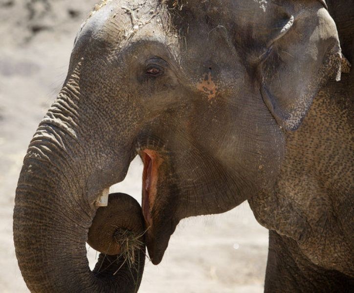 elephant-1491297508.jpg