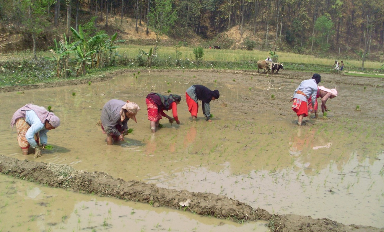 1-Hetauda-Ropain7-1498124315.JPG