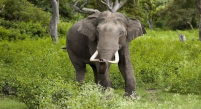 Elephant-1498736964.jpg