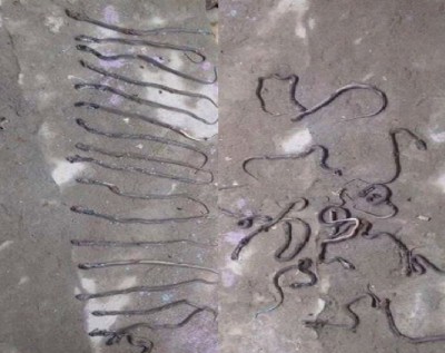 snake-1499619960.jpg