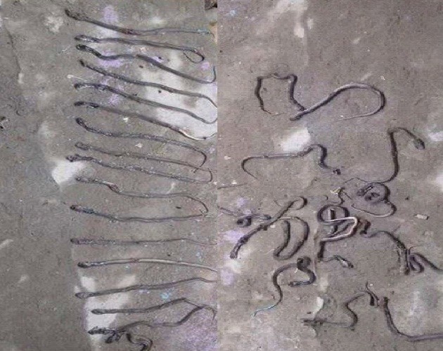snake-1499619960.jpg