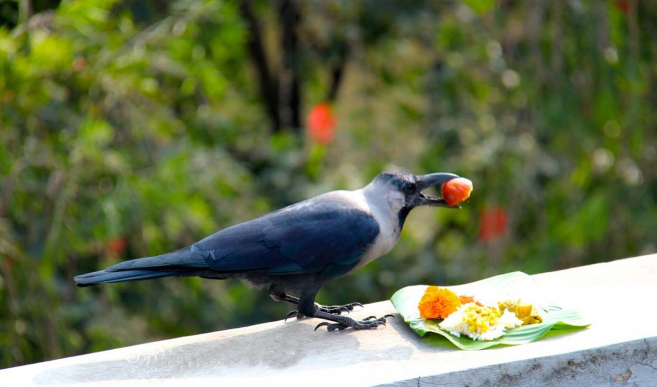 Kag-Tihar-1508205172.jpg