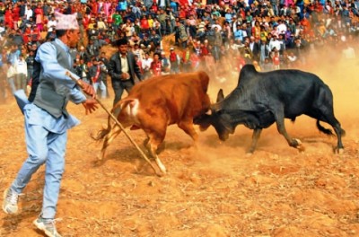 goru-judhaai-1516005541.jpg