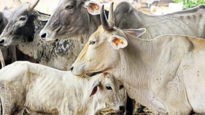 COW-644x362-1525882589.jpg