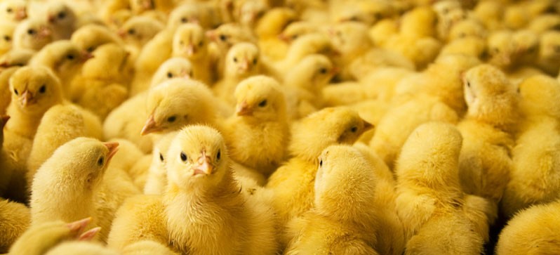 Chicken-1527169376.jpg