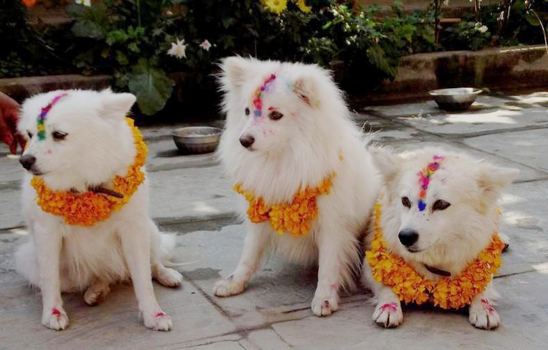Dog-1541462515.jpg