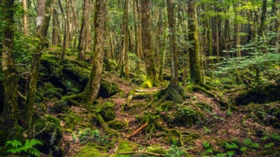 Forest-1542373754.jpg