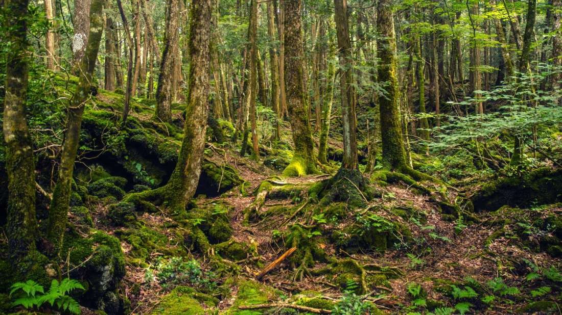 Forest-1542373754.jpg