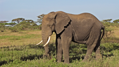 Elephant-1543475255.png