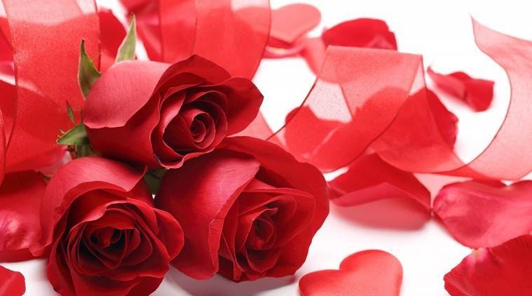 Rose-Day-1549526819.jpg