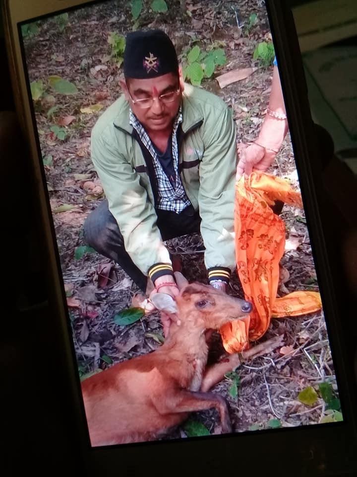 Deer-1549888928.jpg