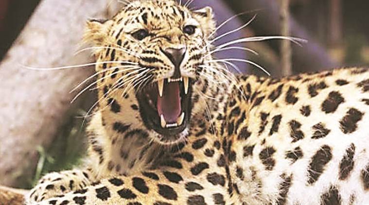 Leopard-1551954586.jpg
