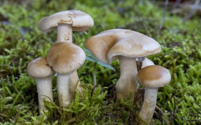 poison-mushroom-768x477-1560522412.jpg