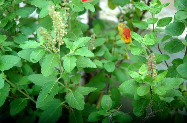 Tulsi-Ke-Chamatkari-Gun-a-1562899464.jpg