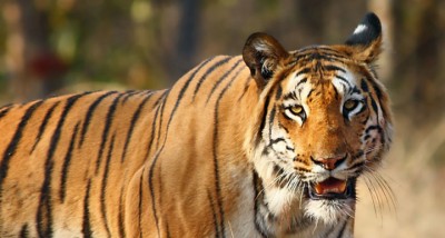 Tiger-1564379824.jpg