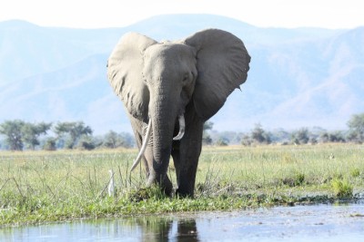 Wild-Elephant-1564408322.jpg