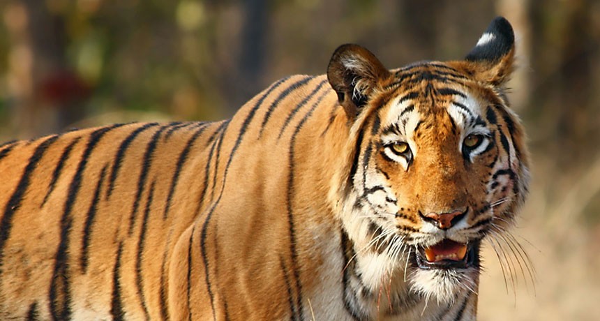 Tiger-1564379824.jpg