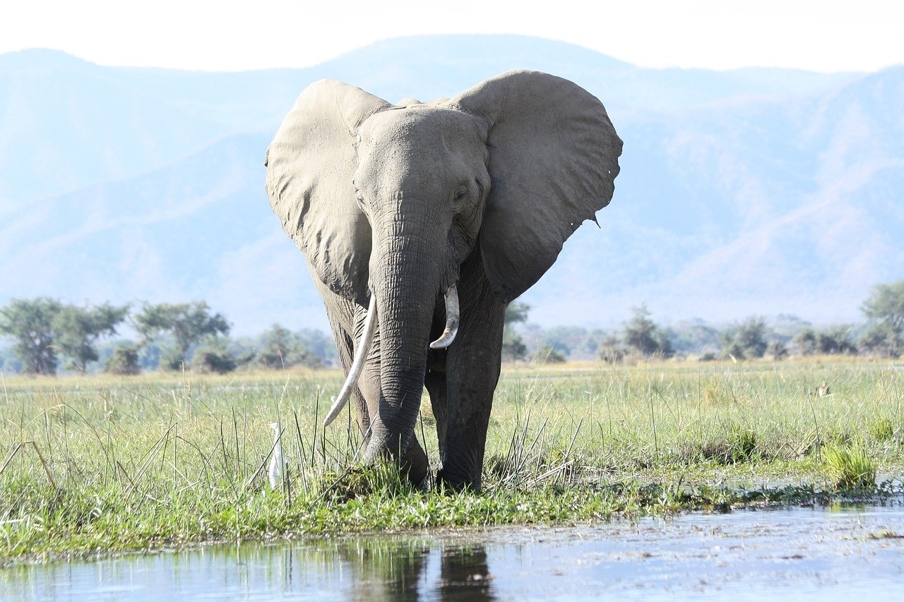 Wild-Elephant-1564408322.jpg