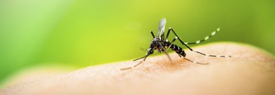 Dengue-1564729417.jpg
