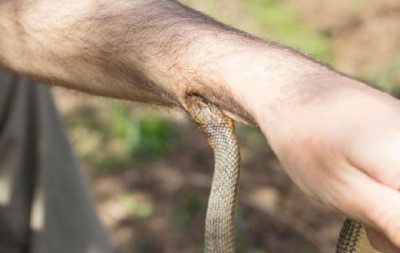 snake-bite-1565021652.jpg