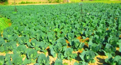 Farming-1566020887.jpg