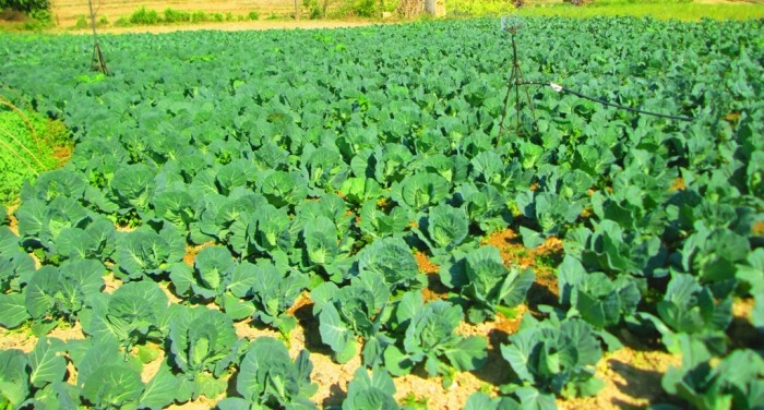 Farming-1566020887.jpg