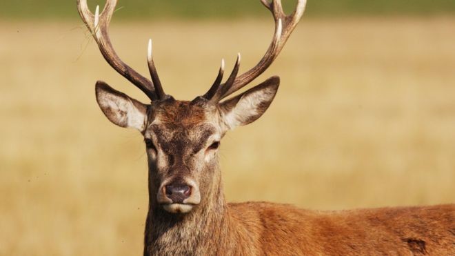 Deer-1567694846.jpg