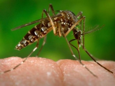 Dengue-1568776249.jpg