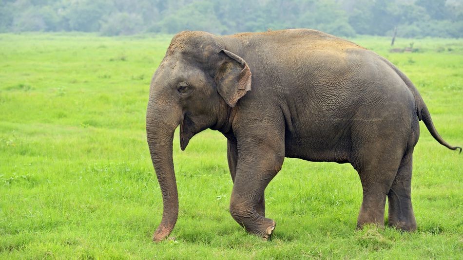Elephant-1569731559.jpg