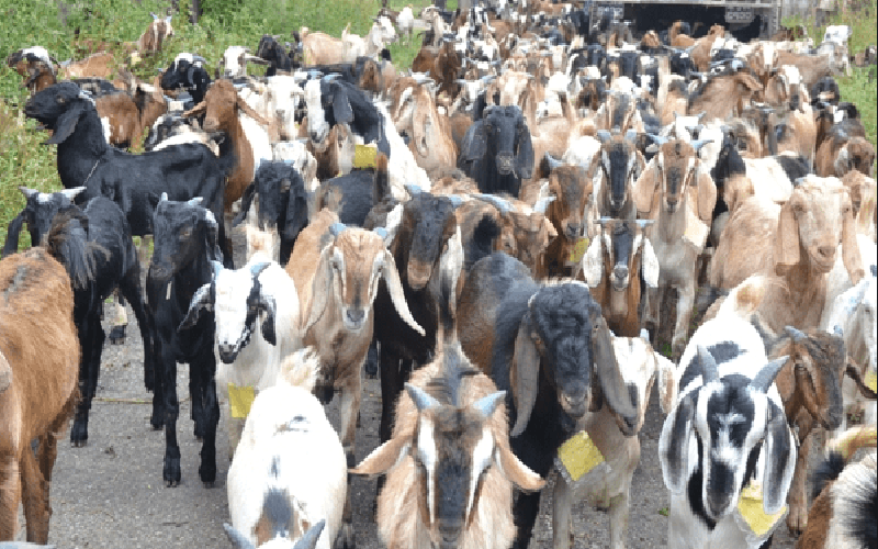 Goat-1570451143.png