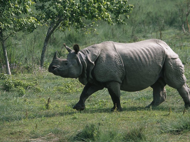 Greater_One_Horned_Rhino_-1571120667.jpg