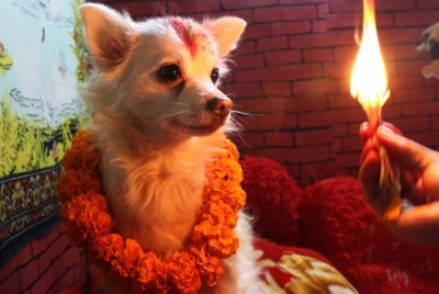 dog-1572139698.jpg