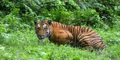 Tiger-1572959390.jpg