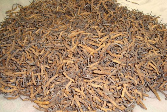 Yarsaaa-1577161376.jpg