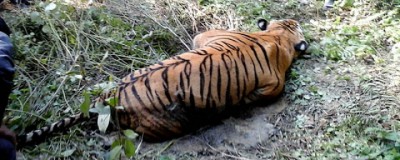 Tiger-1577340598.jpg