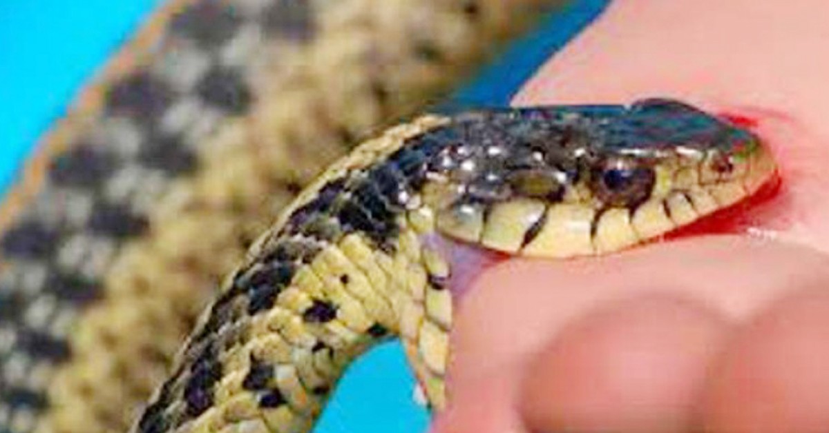 snake-byte-1691043886.jpg