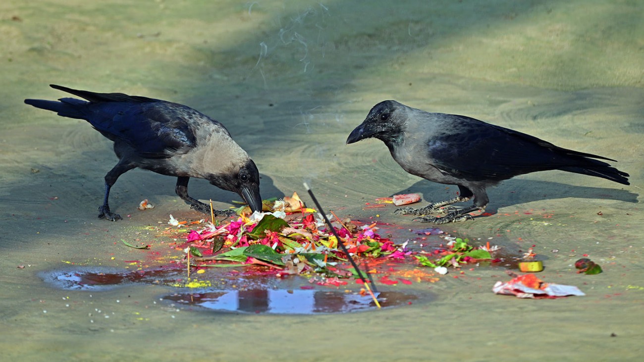 Kag-Tihar-1699754345.jpg