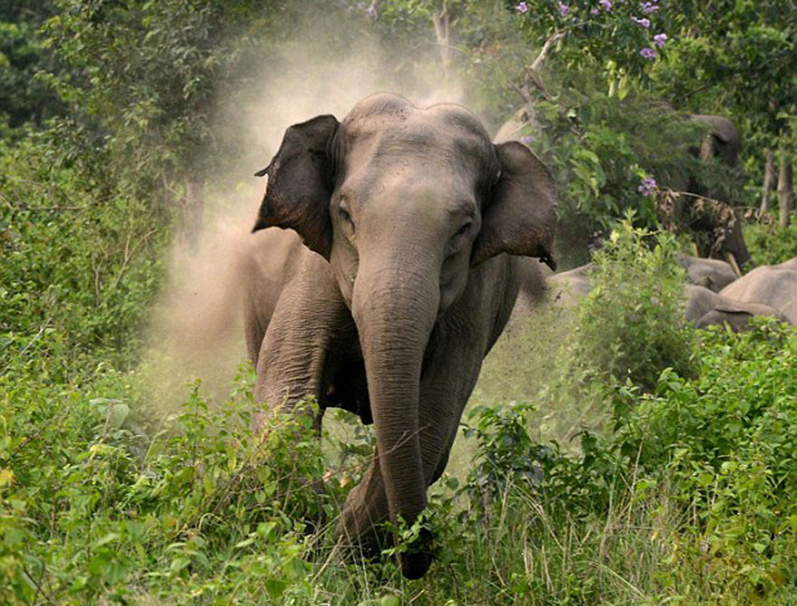 jangali-hatti-wild_elepha-1700617204.jpg