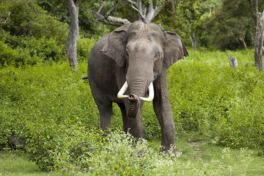 Elephant_Not_Dhurbe-1703043166.jpg