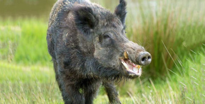 wild-boars-badel-bandel_2-1705457879.jpg