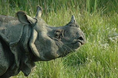 rhino-cc-1735706884.jpg