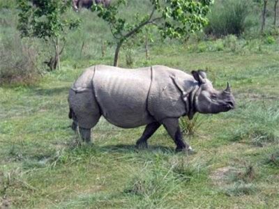 Gainda-Rhino-1736859298.jpg