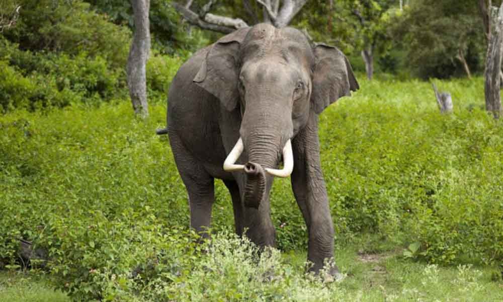 Elephant-1738805757.jpg