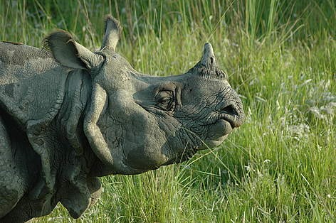 rhino-cc-1740823743.jpg