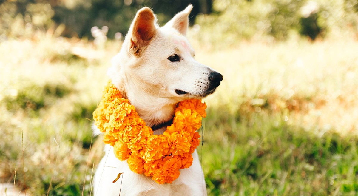 kukur-tihar-1760921898.jpg