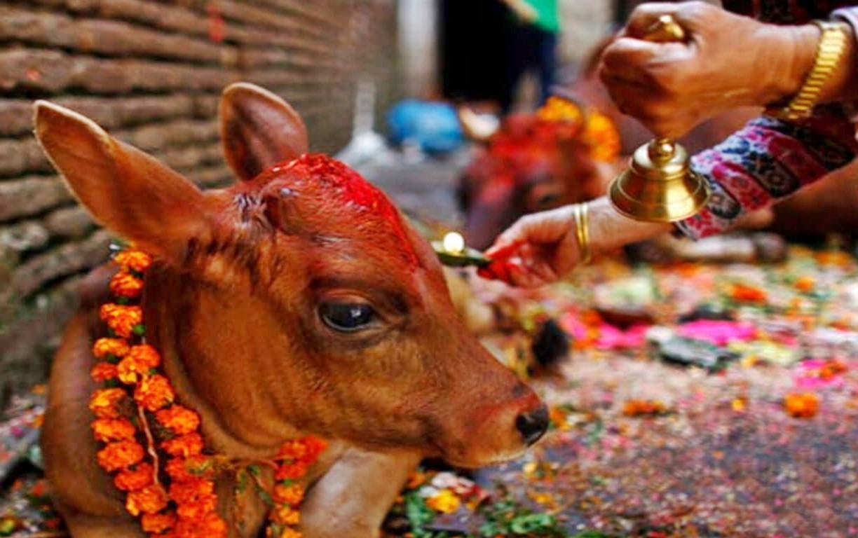 Cow-1761103049.jpg