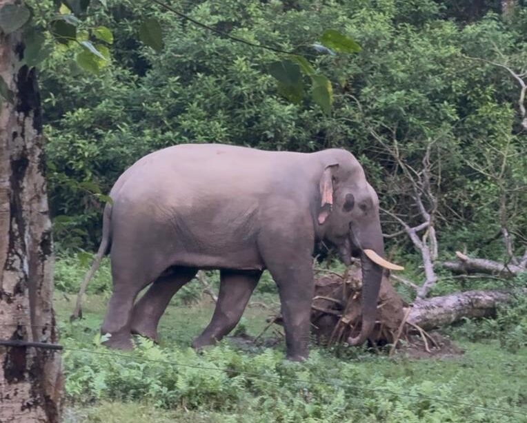 elephant-e1785897096641-1792545547.jpg