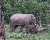 elephant-e1785897096641-1792545547.jpg